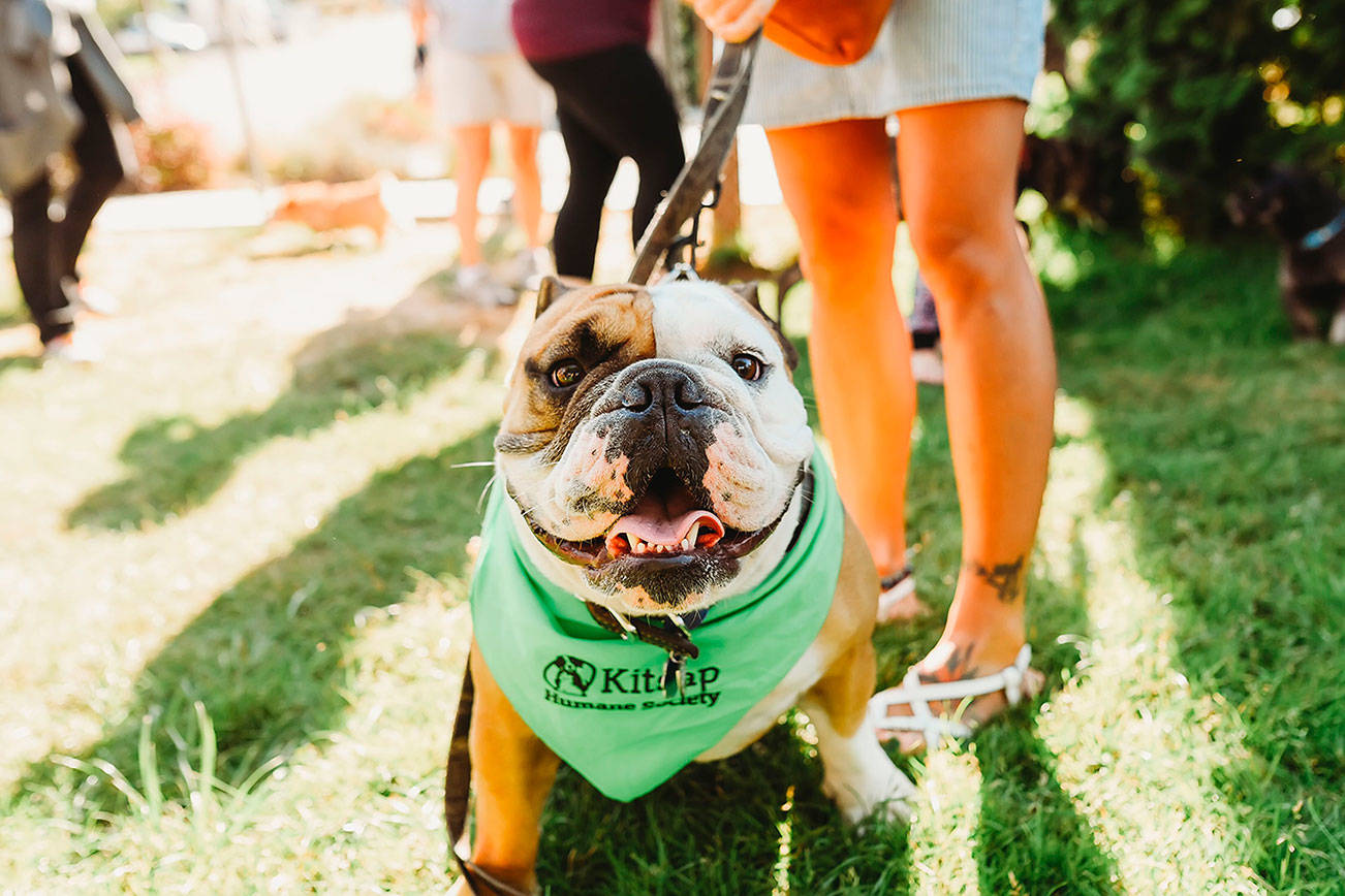 Kitsap Humane Society had a record-breaking year in 2017, helping more than 7,000 animals find their forever homes. (Courtesy photo)