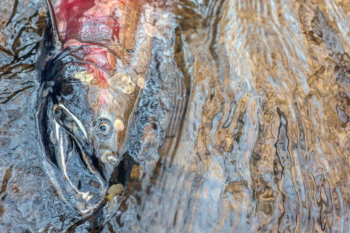 Kitsap County awarded numerous salmonsaving grants from state Kitsap