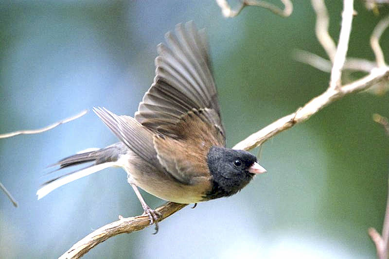 Dark-eyed juncos are one of our most common and abundant birds. They flock to backyard feeders all over North America.