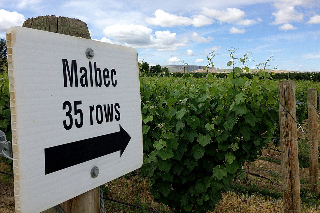 The Malbec block at Seven Hills Vineyard in the Walla Walla Valley was one of the first blocks planted in Pacific Northwest. (Andy Perdue/Great Northwest Wine)