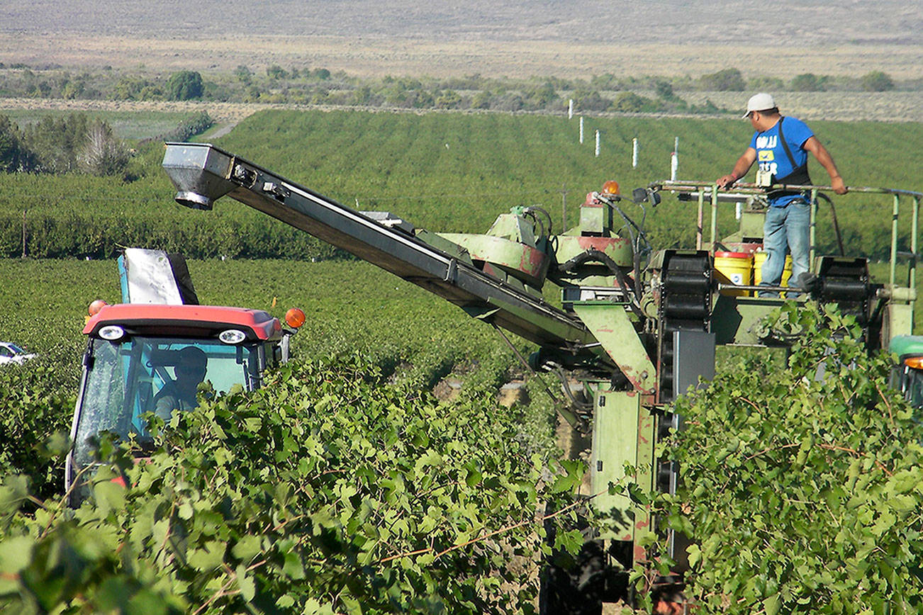 A crew mechanically harvests grapes on the western edge of the Wahluke Slope, one of the most important regions for the Washington wine industry. (Andy Perdue/Great Northwest Wine)