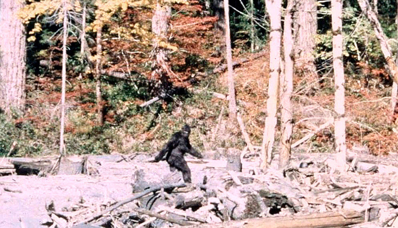 Frame 352 of the 1967 Patterson-Gimlin film, which allegedly depicts a Sasquatch walking in Northern California. (Robert Patterson/Bob Gimlin image)