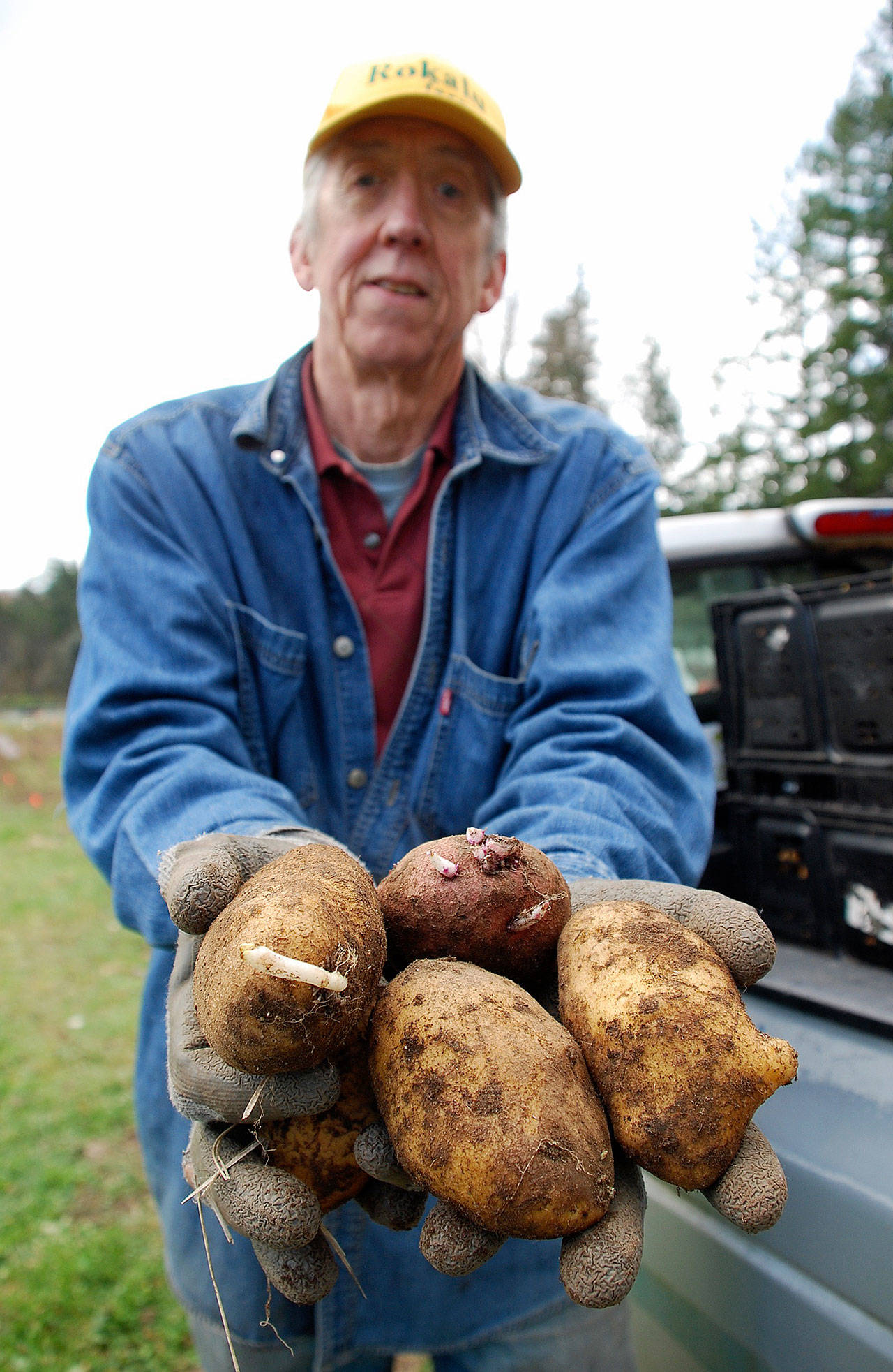 ob Gilby holds a handful of potato gleaned from his vegetable garden March 18. Hundreds of pounds of potatoes were harvested by volunteers and delivered to the South Kitsap Helpline Food Bank. (Bob Smith | Kitsap Daily News)