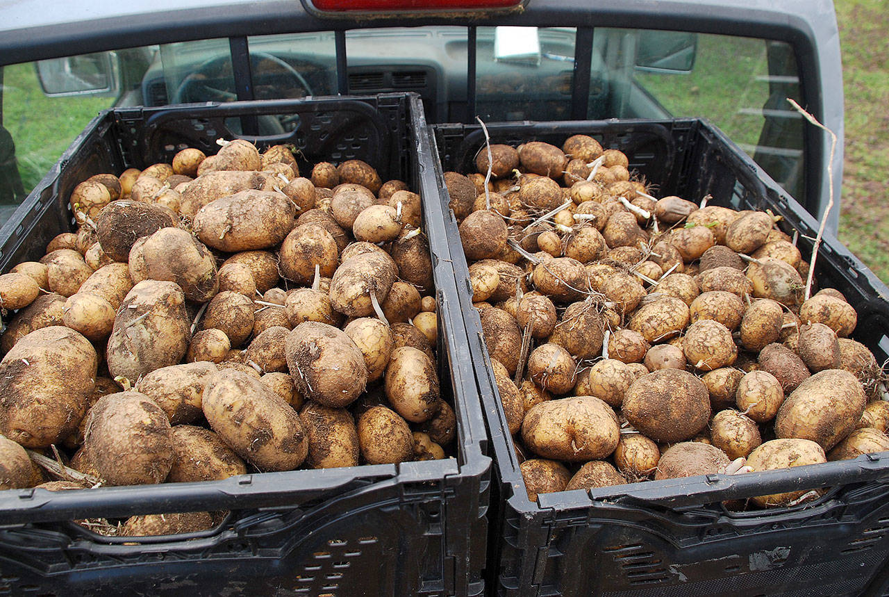 Gleaning spuds: Volunteers harvest potatoes for food bank