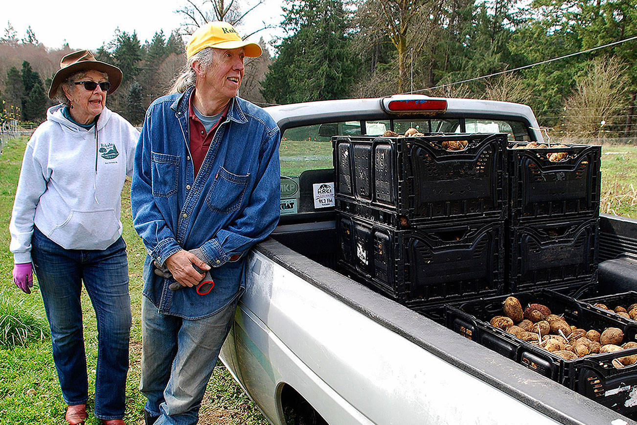 Gleaning spuds: Volunteers harvest potatoes for food bank