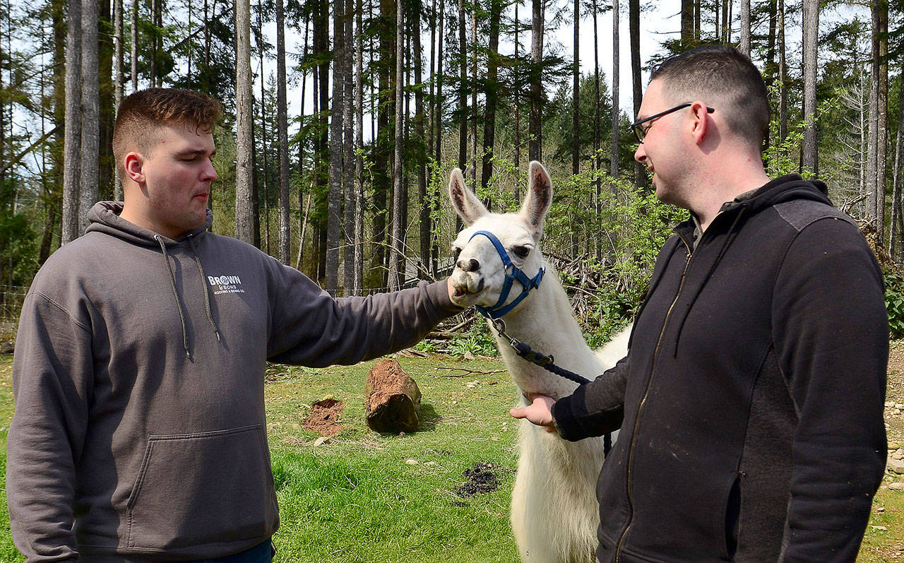 Aviation Electronics Technician 1st Class Charles Gimiro from Dubuque, Iowa, and Aviation Electronics Technician 3rd Class Jerome Brown from Adrian, Michigan, both assigned to USS Nimitz, check out a llama at the sanctuary in Seabeck. (Mass Communication Specialist 3rd Class Christopher Jahnke photo)