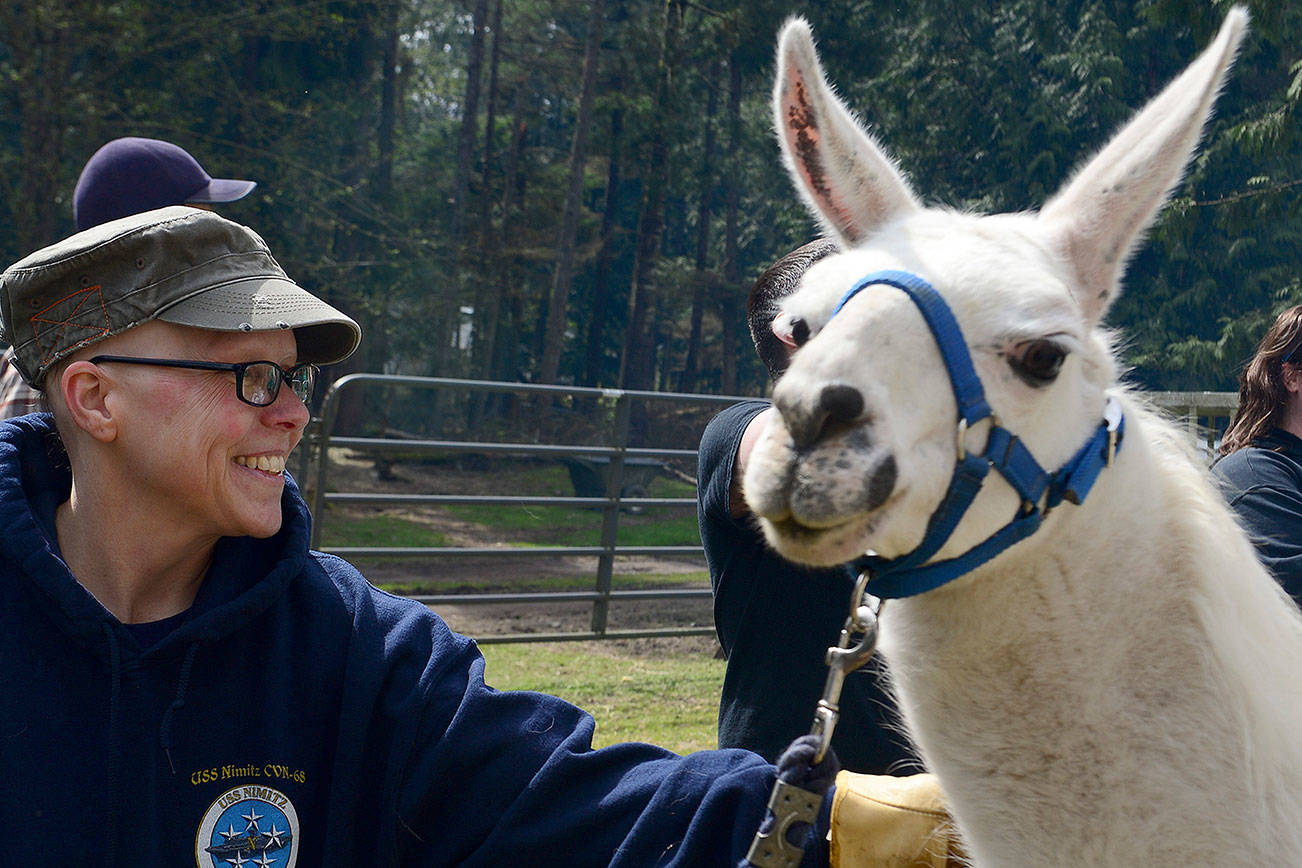 Nimitz sailors lend a helping hand to Seabeck llamas