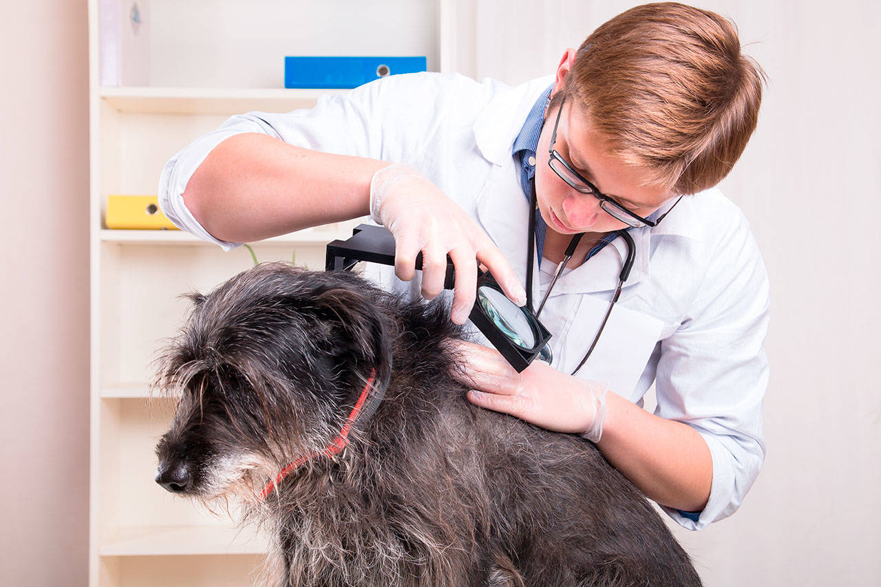 Your pet’s veterinarian can help you maintain a tick- and flea-free summer for your animal. (Kitsap Humane Society photo)