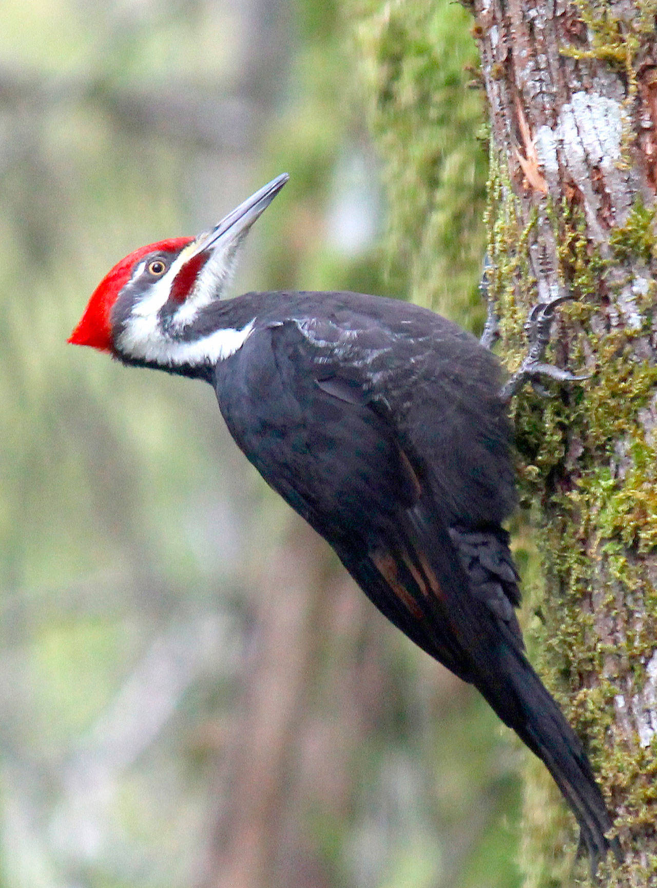 Pileated Woodpecker is fresh from a stint in rehab. (Nancy Sefton photo)
