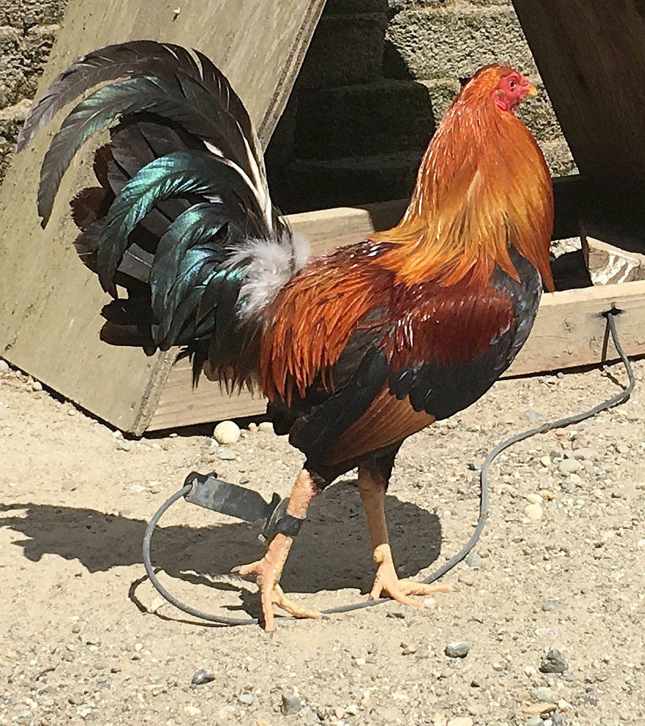 Three hundred birds, including fighting roosters like the one pictured above, were retrieved and euthanized June 2 at the site of the South Kitsap cockfighting operation by animal control staffers. (Kitsap County Sheriff’s Office photo)