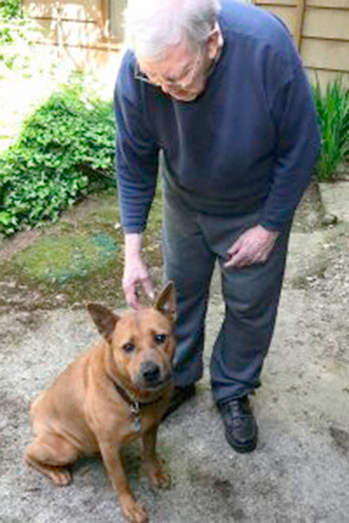 Pet licenses help lost pets get home Kitsap Daily News