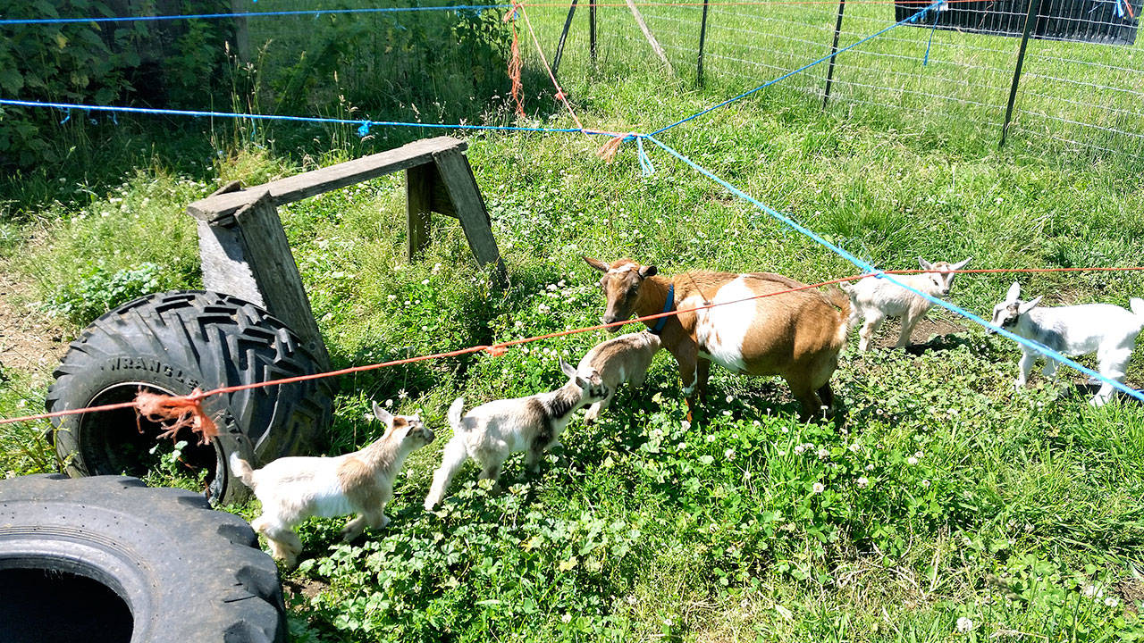 Pictured are the recently-born quintuplet goats at Smithshyre Farms. (Tyler Shuey/Kitsap News Group)