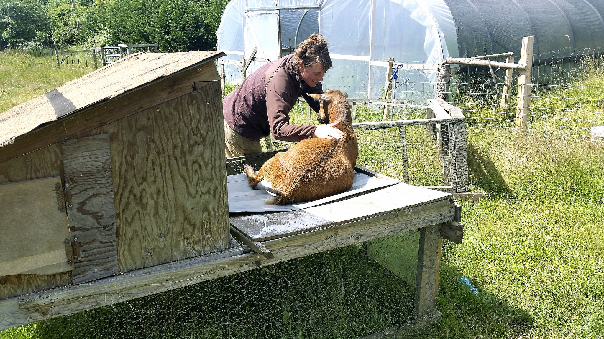 &lt;em&gt;Roni Smith, co-owner of Smithshyre Farms, engages with one of her goats. &lt;/em&gt;                                Tyler Shuey/Kitsap News Group