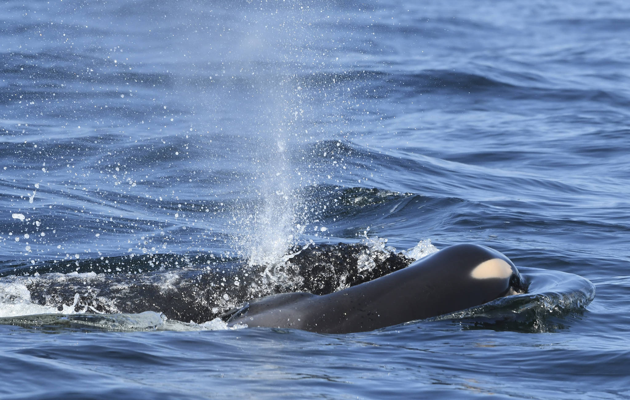 In this photo taken Tuesday, July 24, 2018, provided by the Center for Whale Research, a baby orca whale is being pushed by her mother after being born off the Canada coast near Victoria, British Columbia. The new orca died soon after being born. Ken Balcomb with the Center for Whale Research says the dead calf was seen Tuesday being pushed to the surface by her mother just a half hour after it was spotted alive. Balcomb says the mother was observed propping the newborn on her forehead and trying to keep it near the surface of the water. (David Ellifrit/Center for Whale Research via AP)