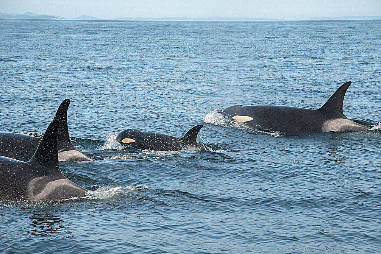Emaciated orca J50 treated with antibiotics