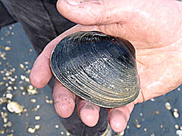 A recently dug up butter clam is pictured. (Oregon Department of Fish and Wildlife/Courtesy photo)