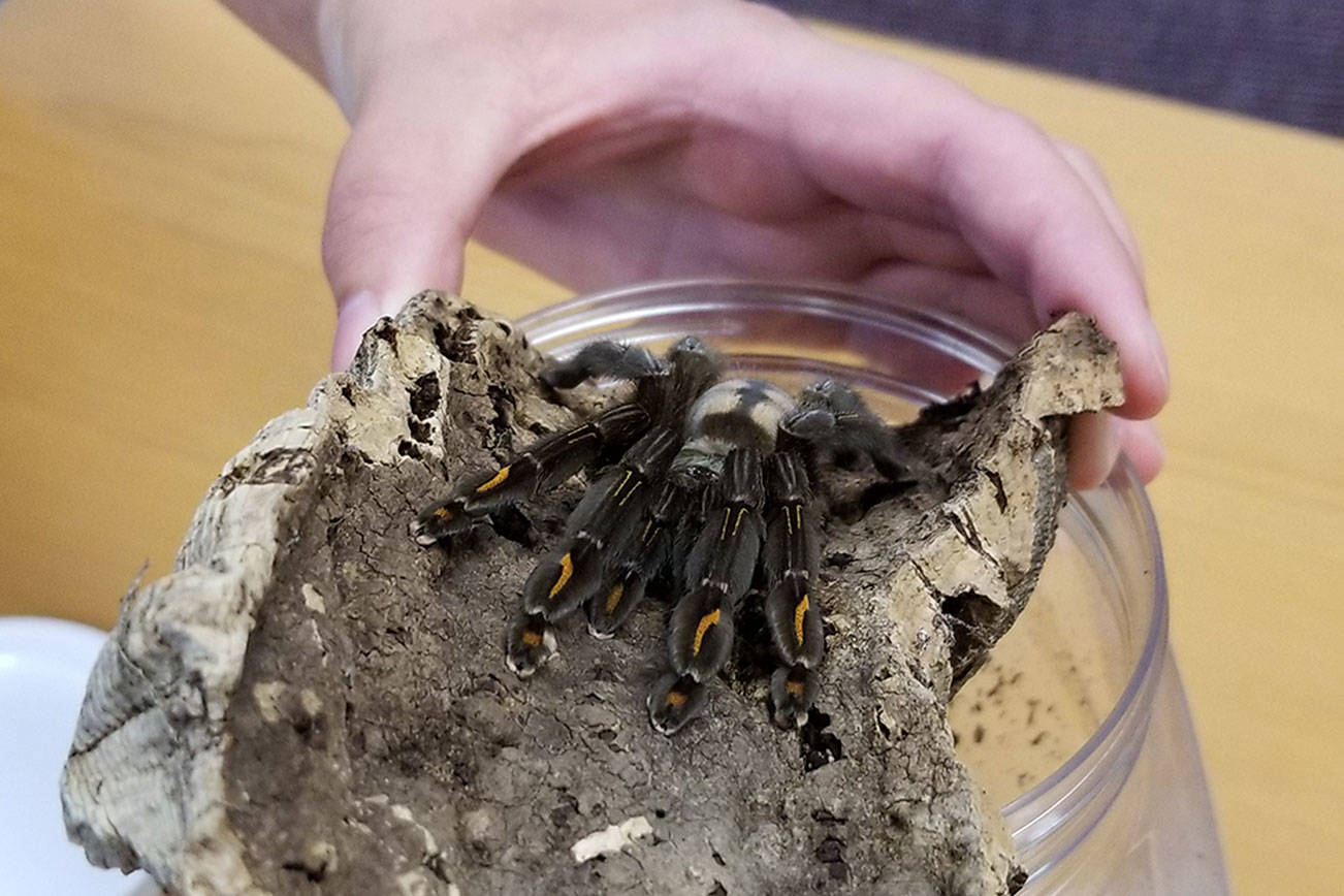 Woman starts tarantula-breeding business
