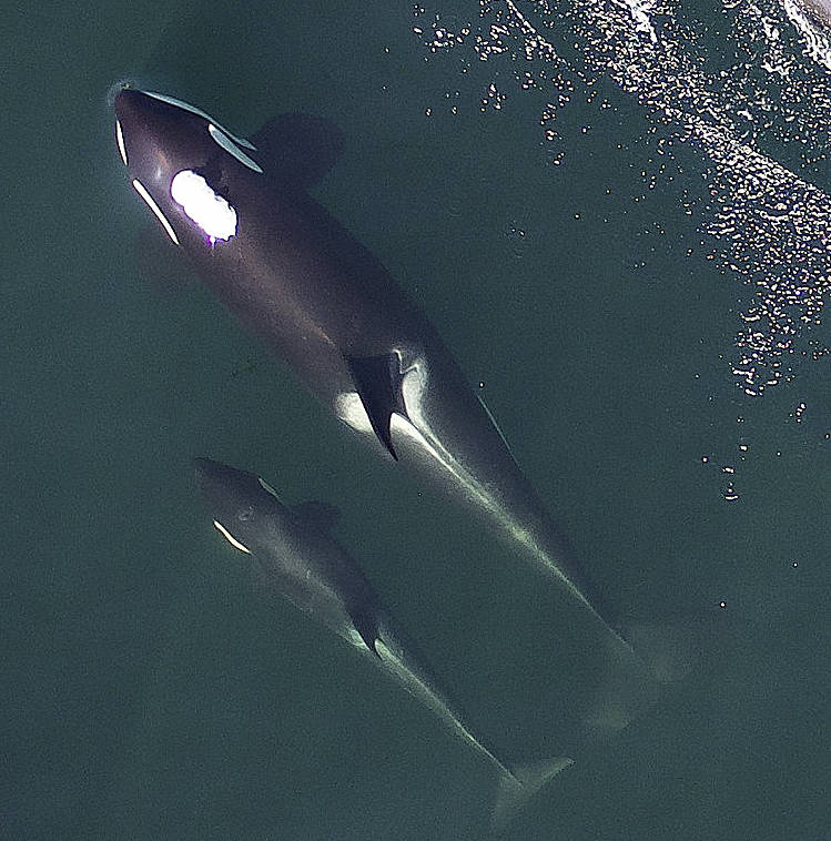 NOAA plans for live capture of 3-year-old orca