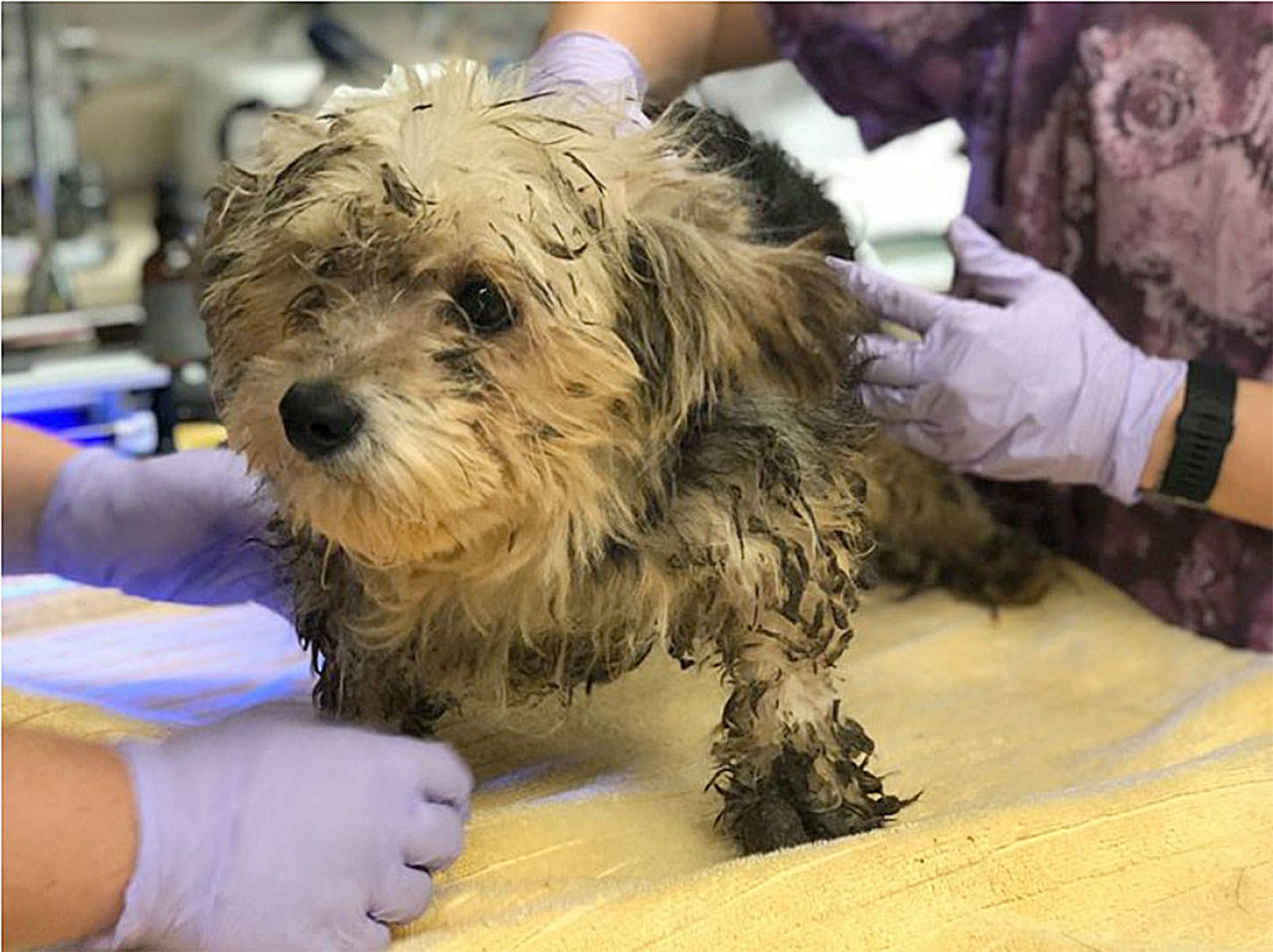 Filthy and neglected animals rescued from home near Chico