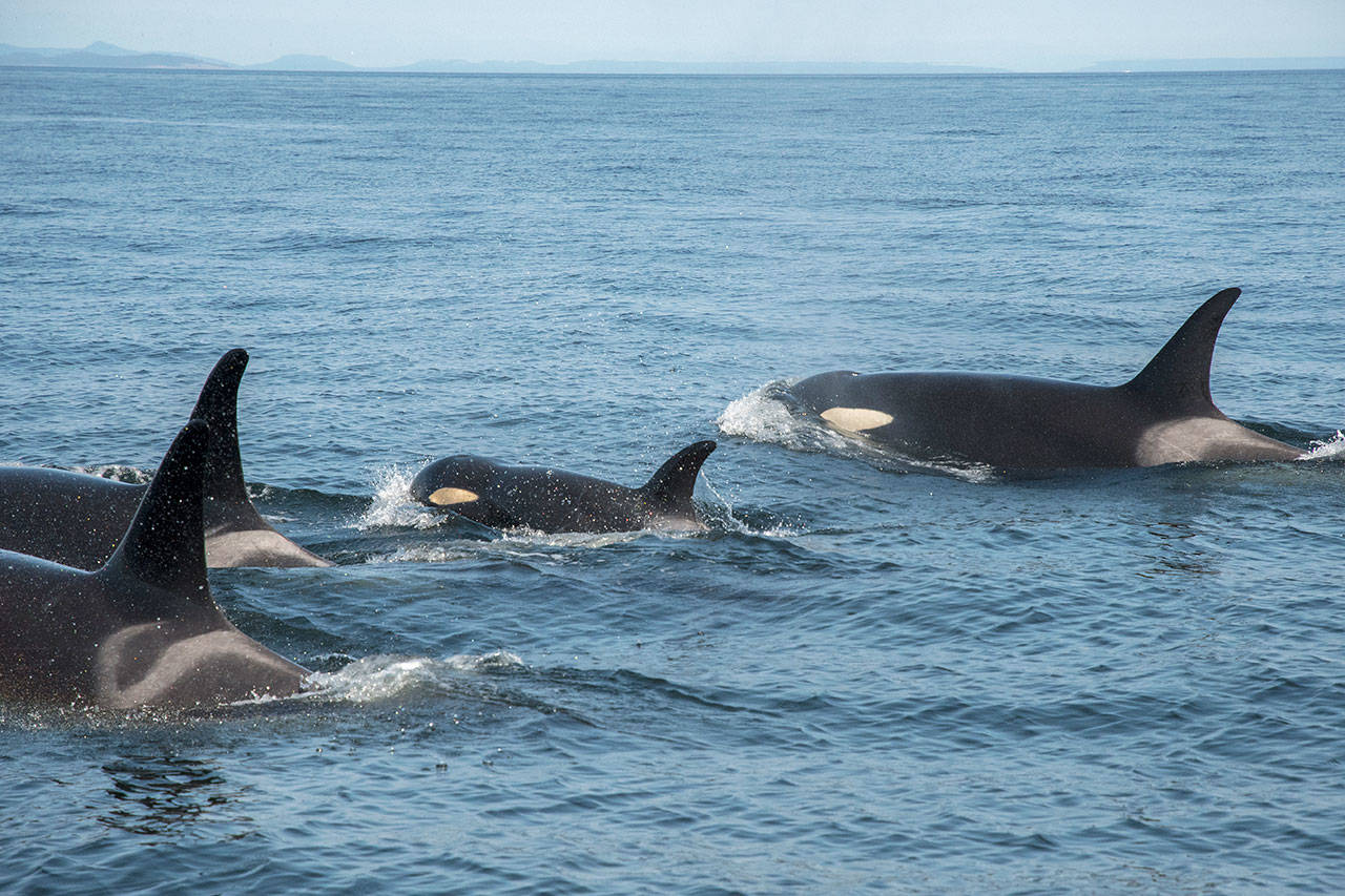 NOAA ends search for ailing whale