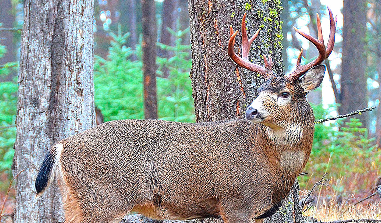 As season opens, Kitsap deer hunters have limited options