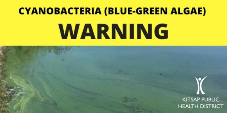 Cyanobacteria warning issued for Kitsap Lake