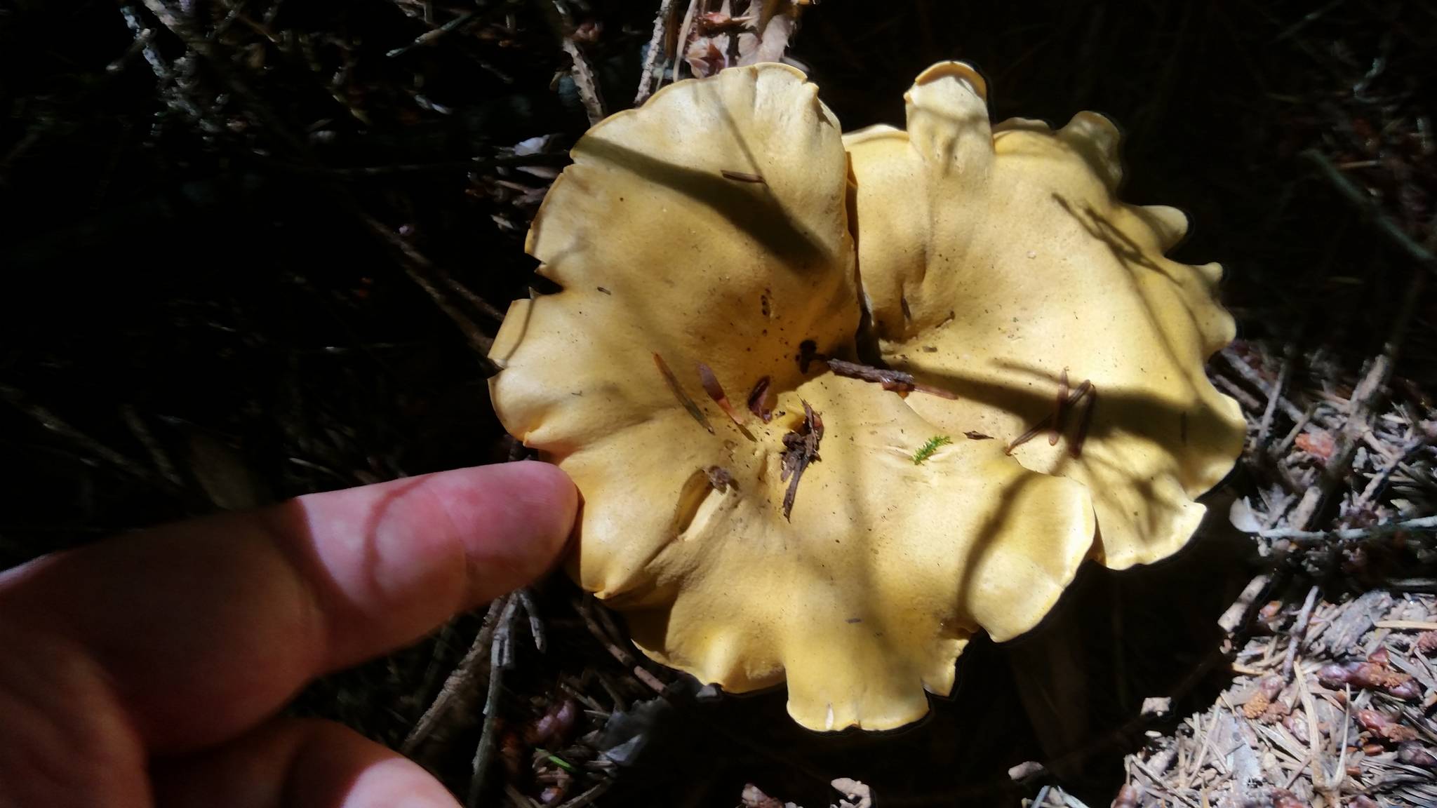 Large chanterelles grow in Kitsap County (John Young/Submitted photo)
