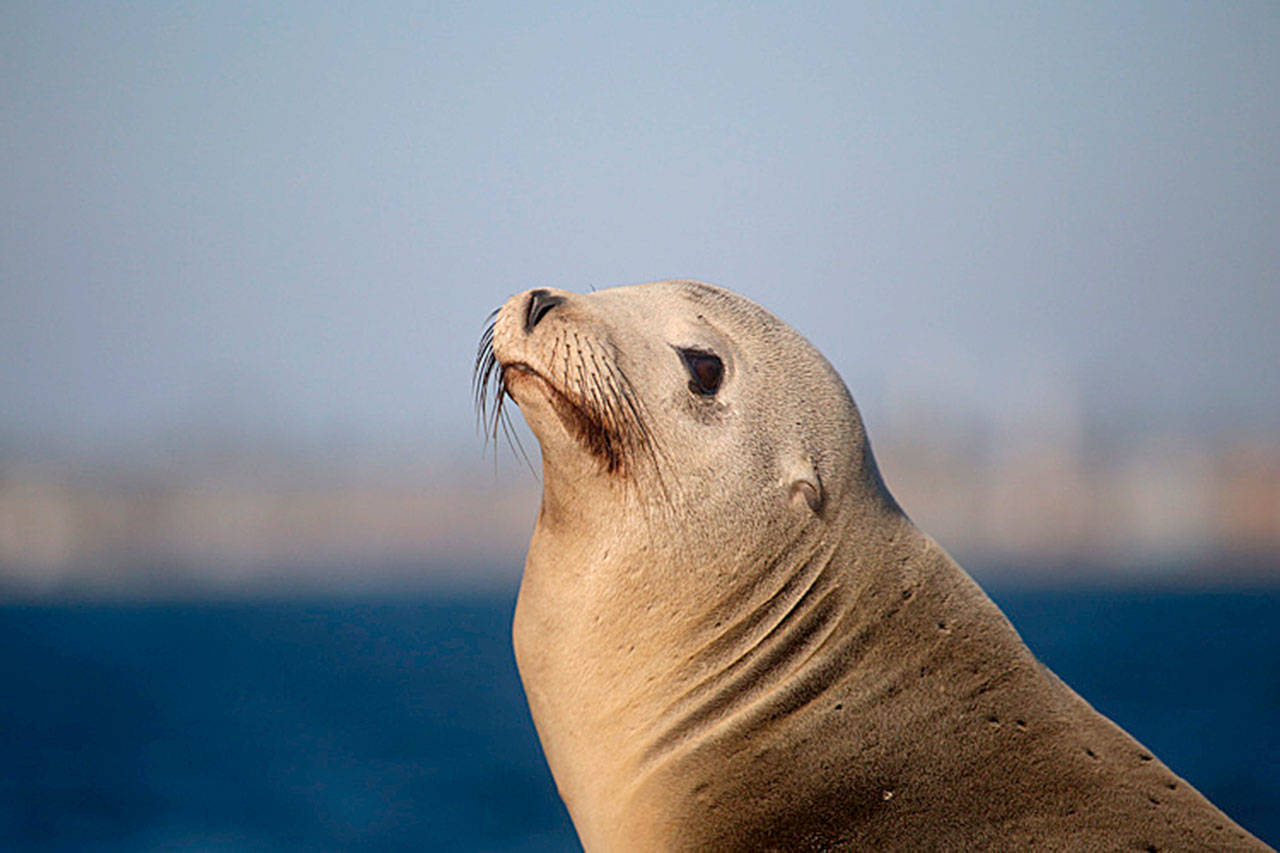 5 sea lions — some shot — found dead in Kitsap County in November