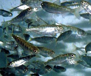 Millions of hatchery salmon die in power outage