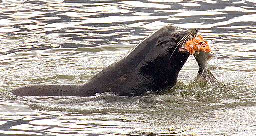 New law to allow culling of sea lions