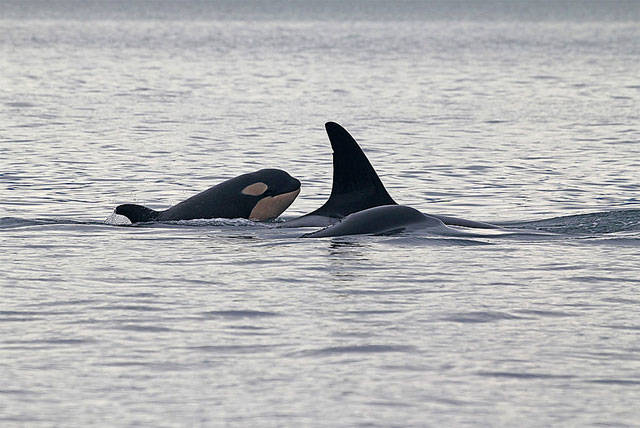 VIDEO: Three-week-old orca calf spotted in Salish Sea