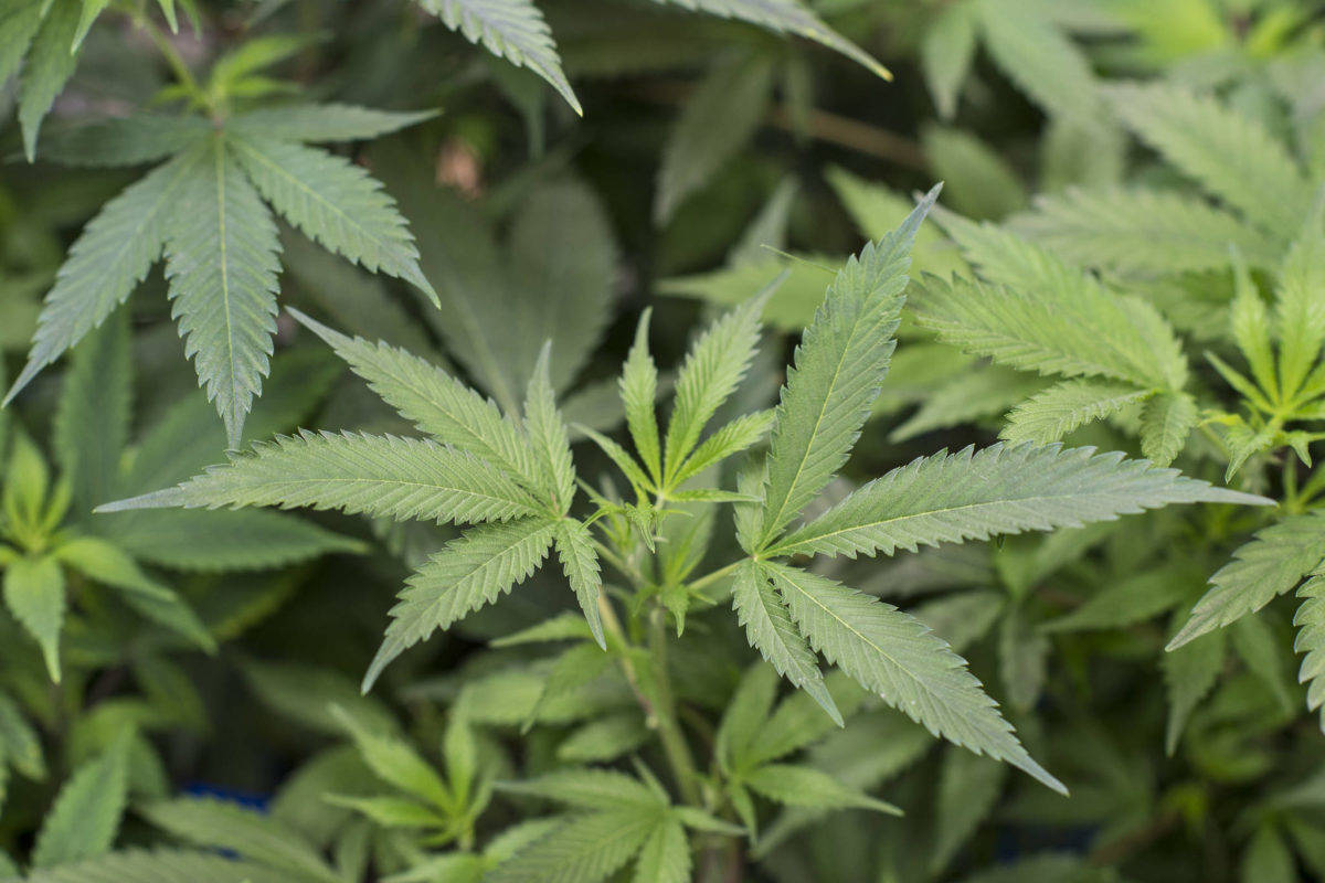 Proposed legislation would vacate some marijuana convictions