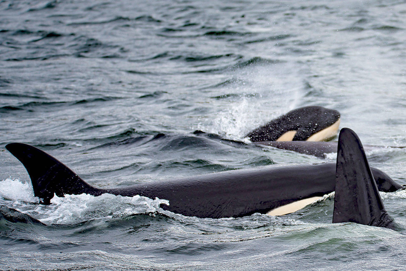 Lawmakers propose new restrictions to benefit southern resident orcas