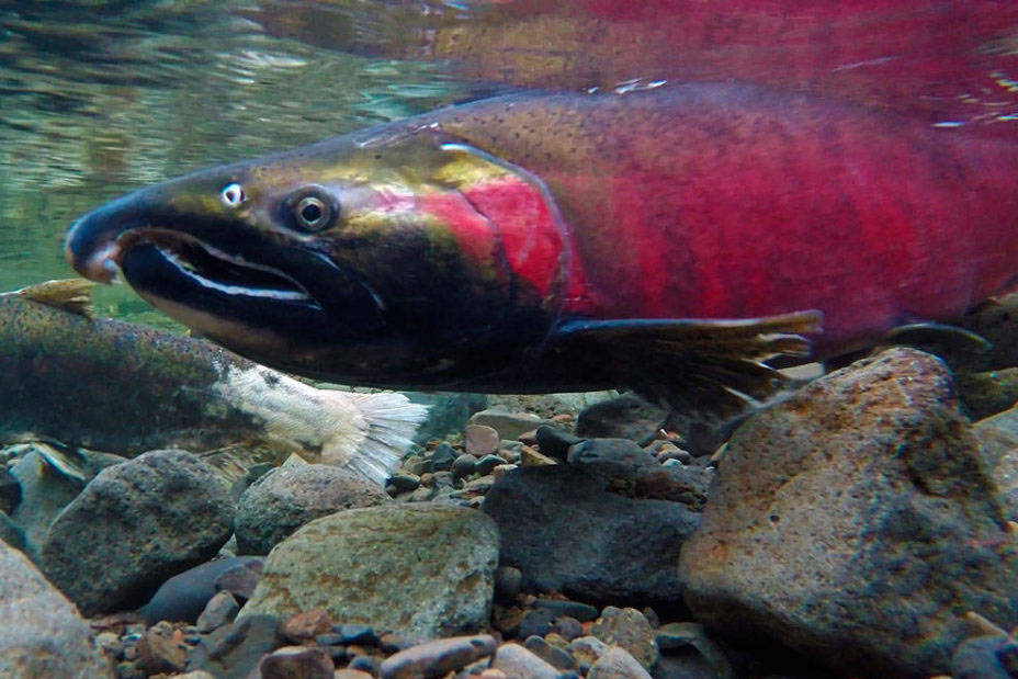 “Coming together to save salmon”: Public education meeting in Suquamish tonight