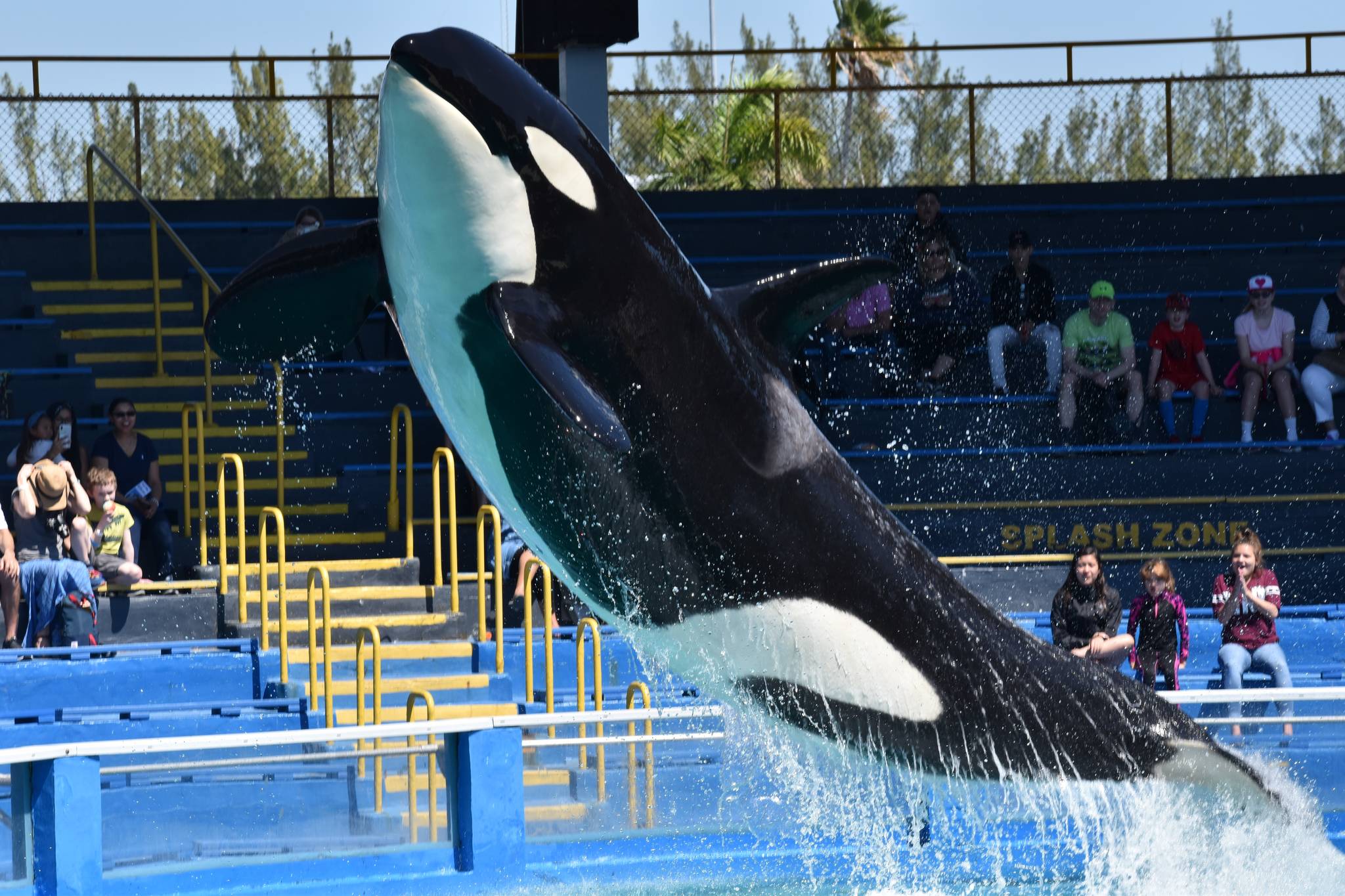 Lolita, now about 54-years-old, is doing tricks for an ever-dwindling crowd at Miami’s Seaquarium. Photo by Ingrid N. Visser, Orca Research Trust