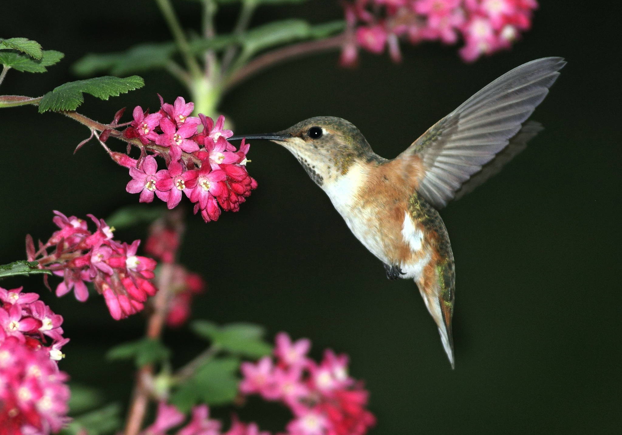 Photo by Janine Schutt: A female rufus hummingbird visits a red-flowering currant.