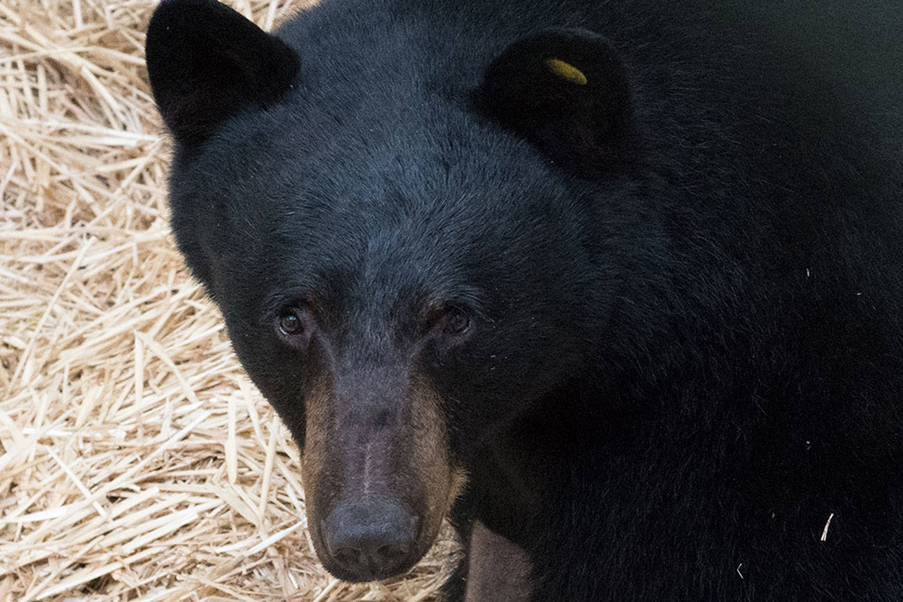 Black bear recovering after getting hit by car near Poulsbo