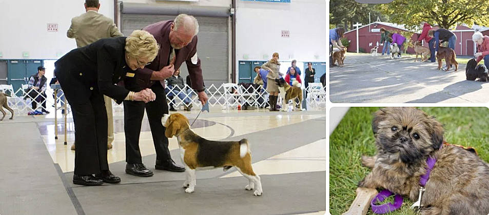 PDFC hosts All-Breed Dog Show this weekend