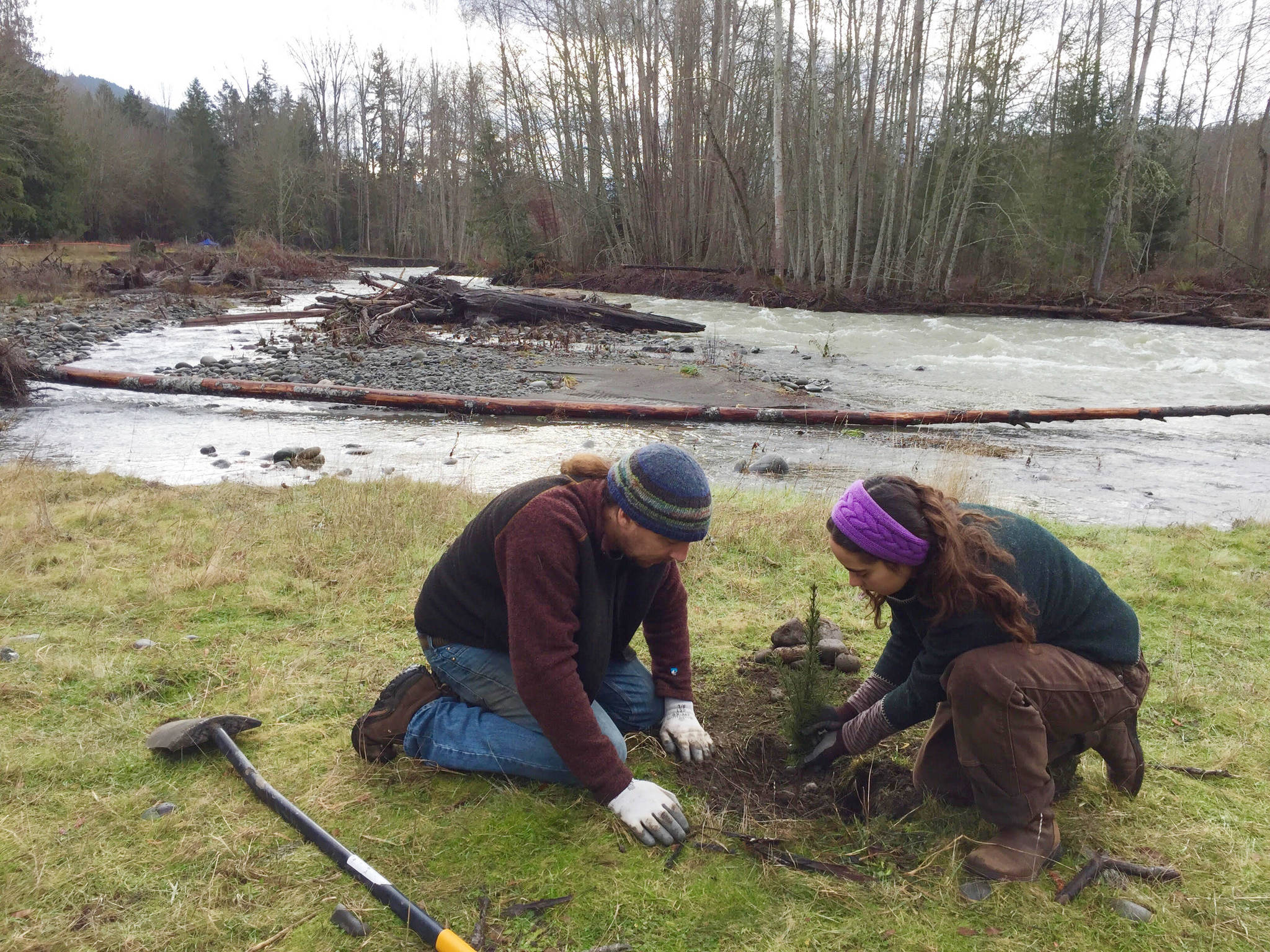 Volunteers plant a conifer tree along the Dungeness River in January 2019. Photo by Bre Harris