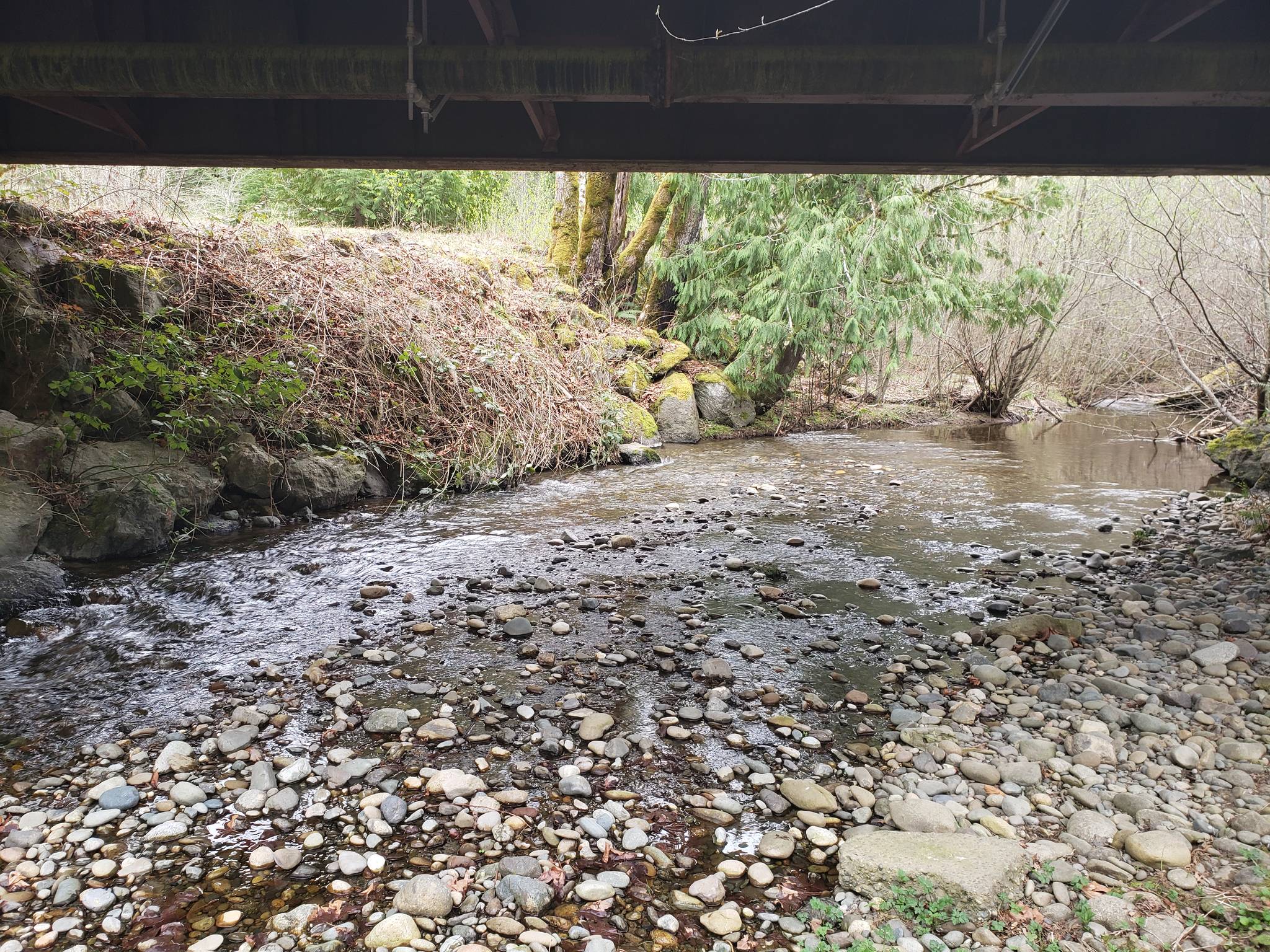 Chico Creek projects set to be a boon for migrating salmon