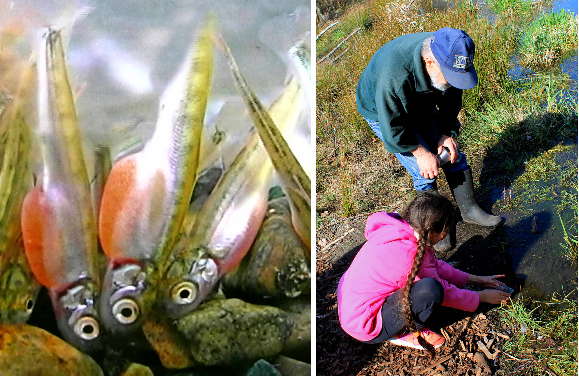 (left) During the “alevin” stage, young salmon still carry their yolk sac. (right) A Kitsap 4th grader releases her tiny salmon into Clear Creek. Photos by Nancy Sefton