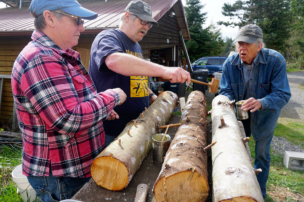 Diane Arnold and her husband Mike join with Bob Gilby to drill sections of cut wood so that spawn plugs can be inserted to grow mushrooms. Also helping out was Patty Ghiossi of South Kitsap (not shown). (Bob Smith | Kitsap Daily News)