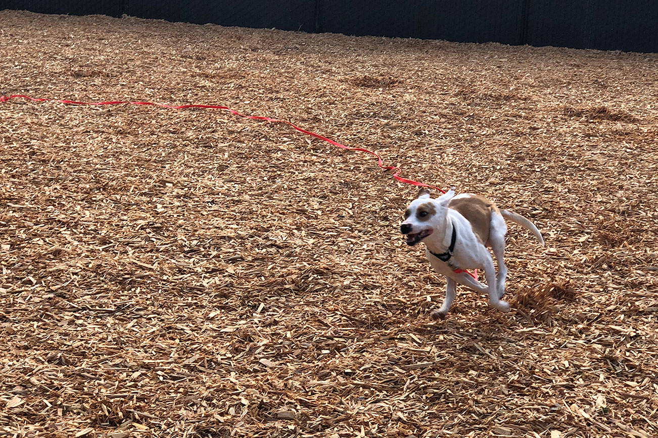 Kitsap Humane Society opens new shelter dog play yard