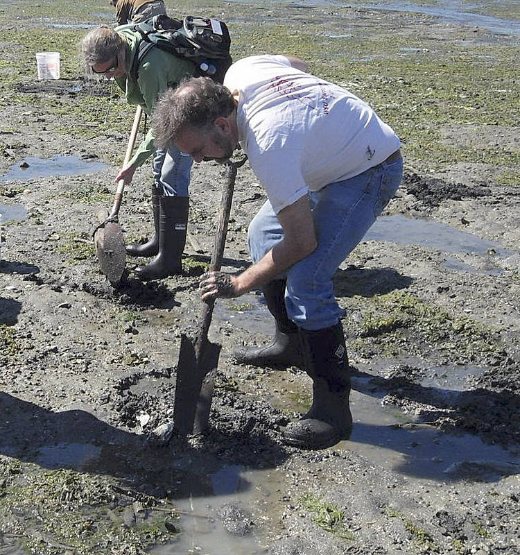 Commercial shellfish harvest threatened in Dyes Inlet due to bacterial pollution
