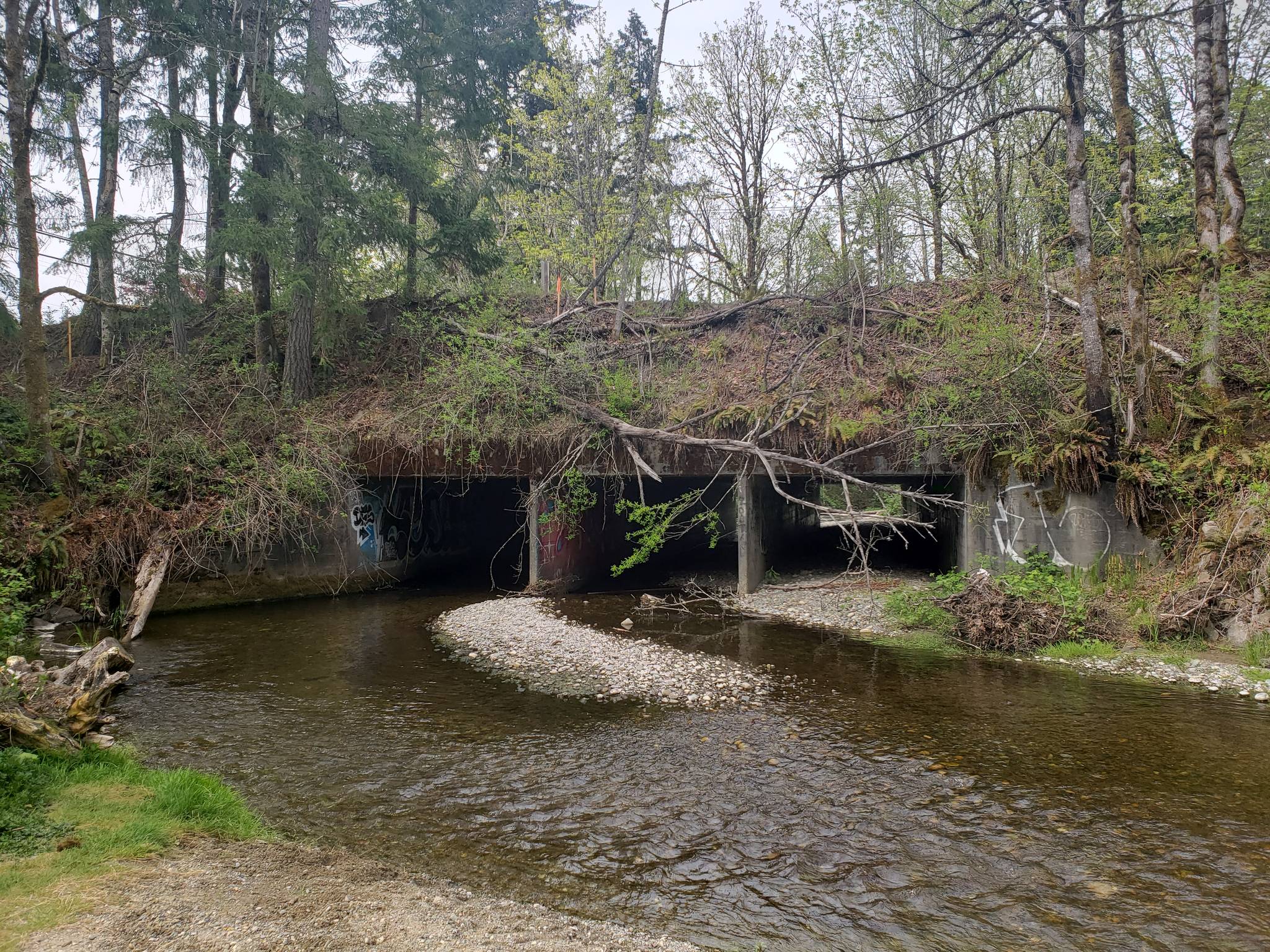 Work to remove fish barrier culvert on Chico Creek begins