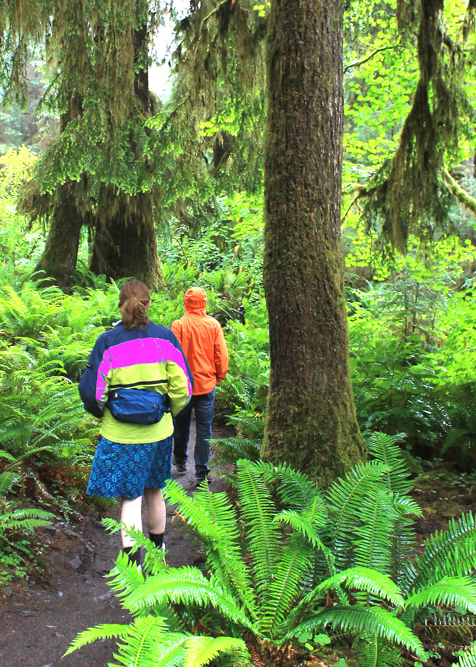 <em>A walk in the forest can heal the mind. </em>                                Photo courtesy Nancy Sefton