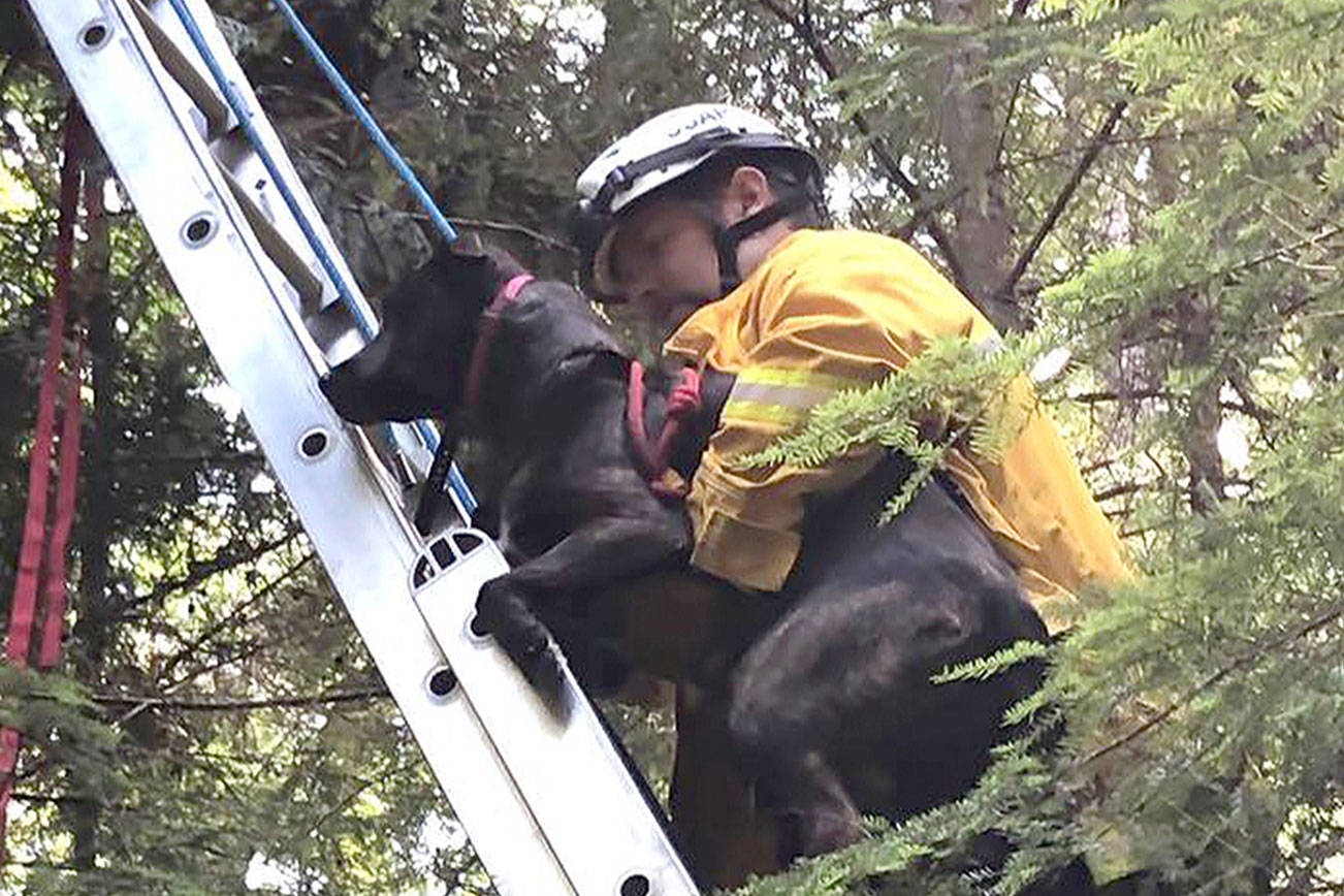 Just another dog-in-tree call?