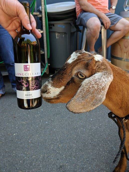 Kitsap Wine Festival proceeds to benefit Kitsap Humane Society