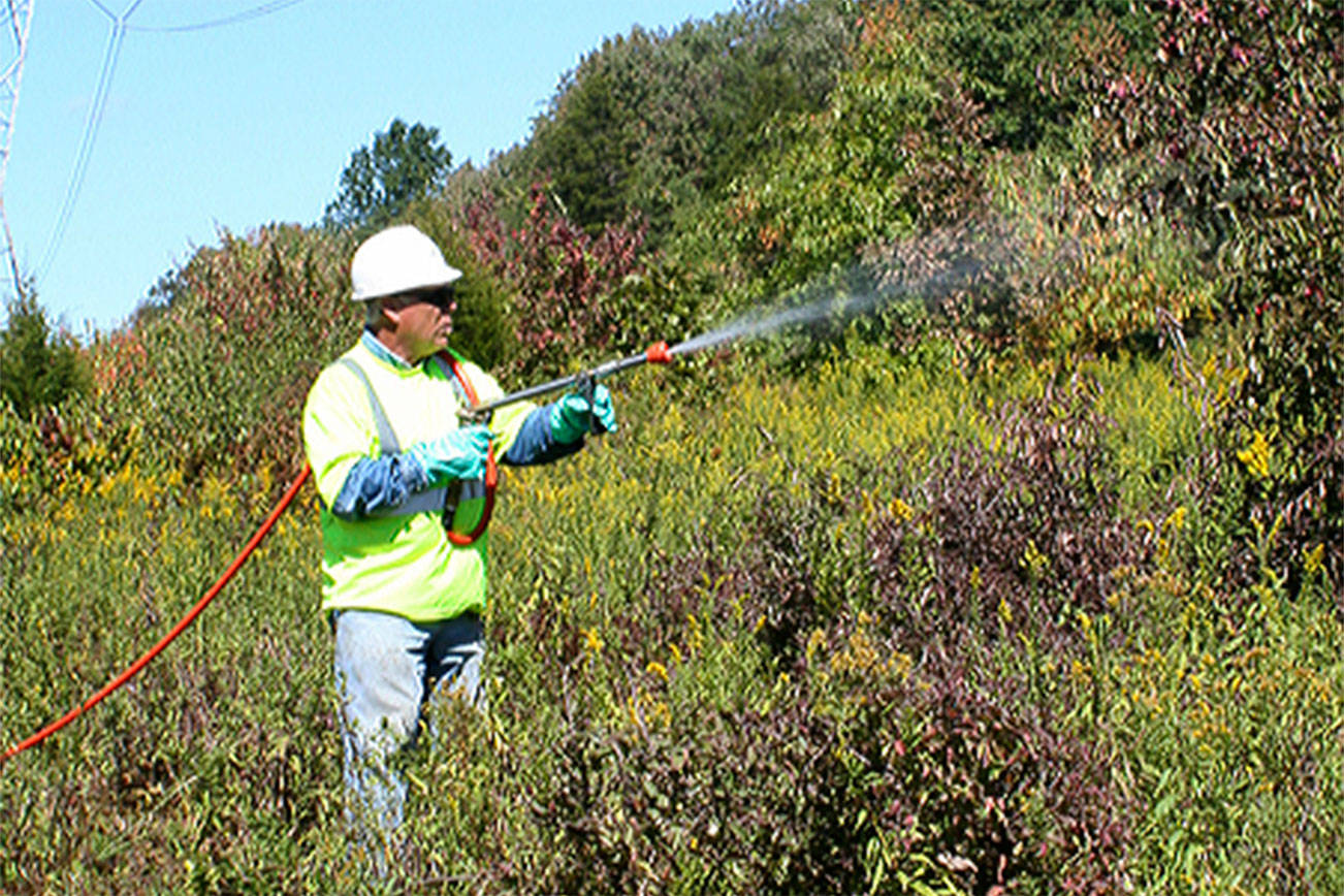 Port Orchard starts spraying to control vegetation, weeds