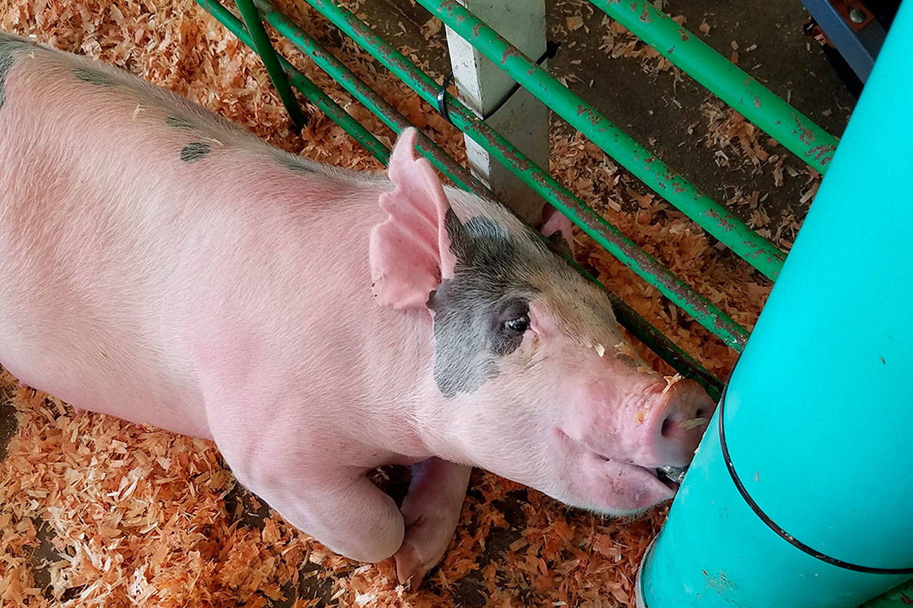 Pigs will be on display at the Kitsap 4-H club exhibit. (Photo courtesy Katrina Bastian)
